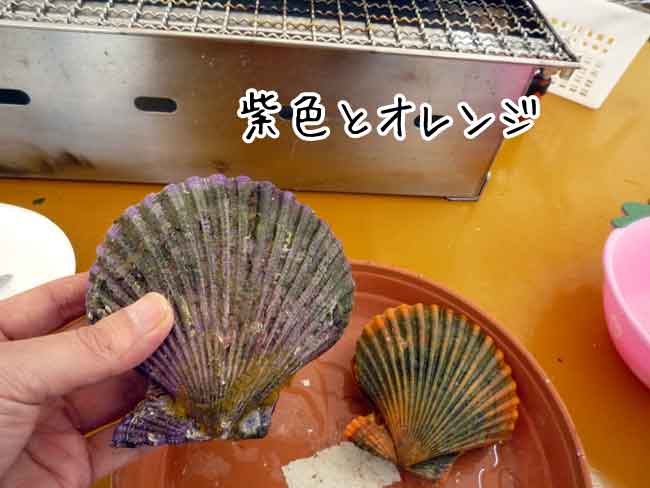 緋扇貝（ヒオウギ貝）紫色